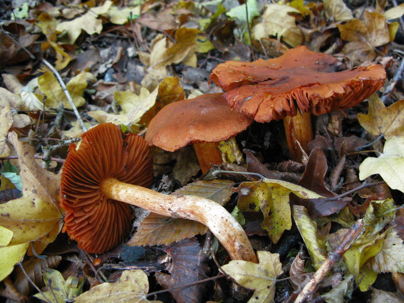 Cortinarius orellanus